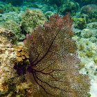 Purple Sea Fan