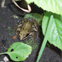 Common Frog