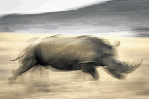 FAST AND FURIOUS: Its dose of tranquilliser worn off, a rhino makes a break for it. But while it was out for the count at Pilanesberg Game Reserve, North West, it was tagged and a DNA sample taken. The exercise was part of an anti-poaching effort sponsored by the SAB Boucher Foundation