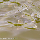 Grey Mullet