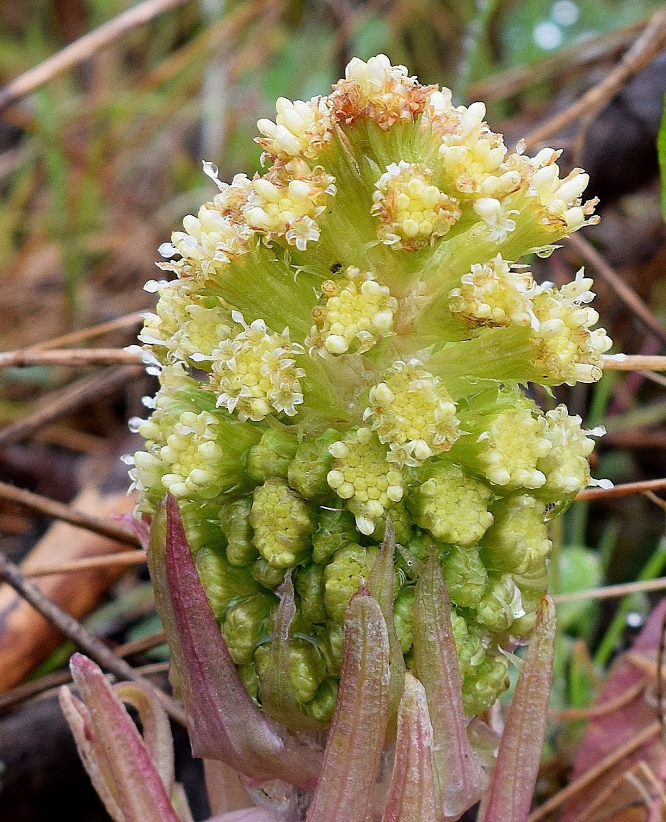 Butterbur