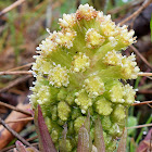 Butterbur