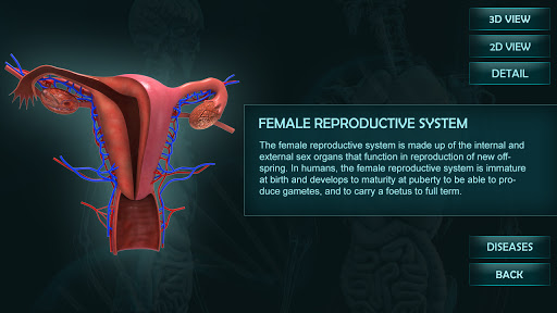 Screenshot Female Reproduction system 3D