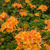 Flame Azalea