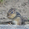 Chipmunk