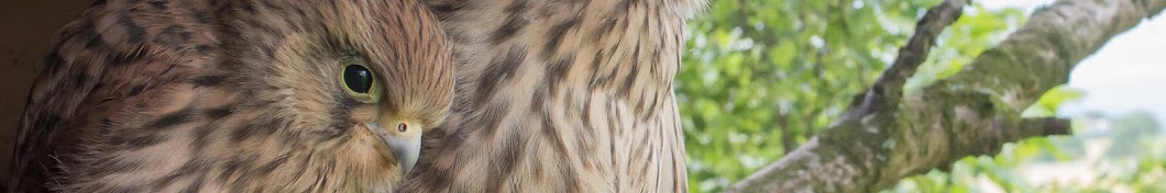 Glasgow urban wildlife Banner