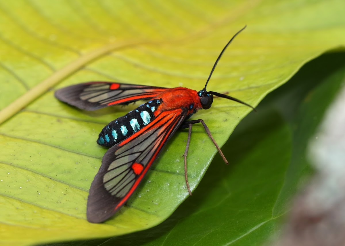 Clear-winged Tiger Moth