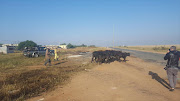 Cattle is herded past the scene where 20 children were killed in a taxi crash on Friday afternoon.