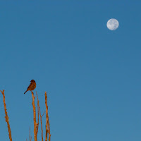 Serenata al chiaro di luna di Nefti-Monica