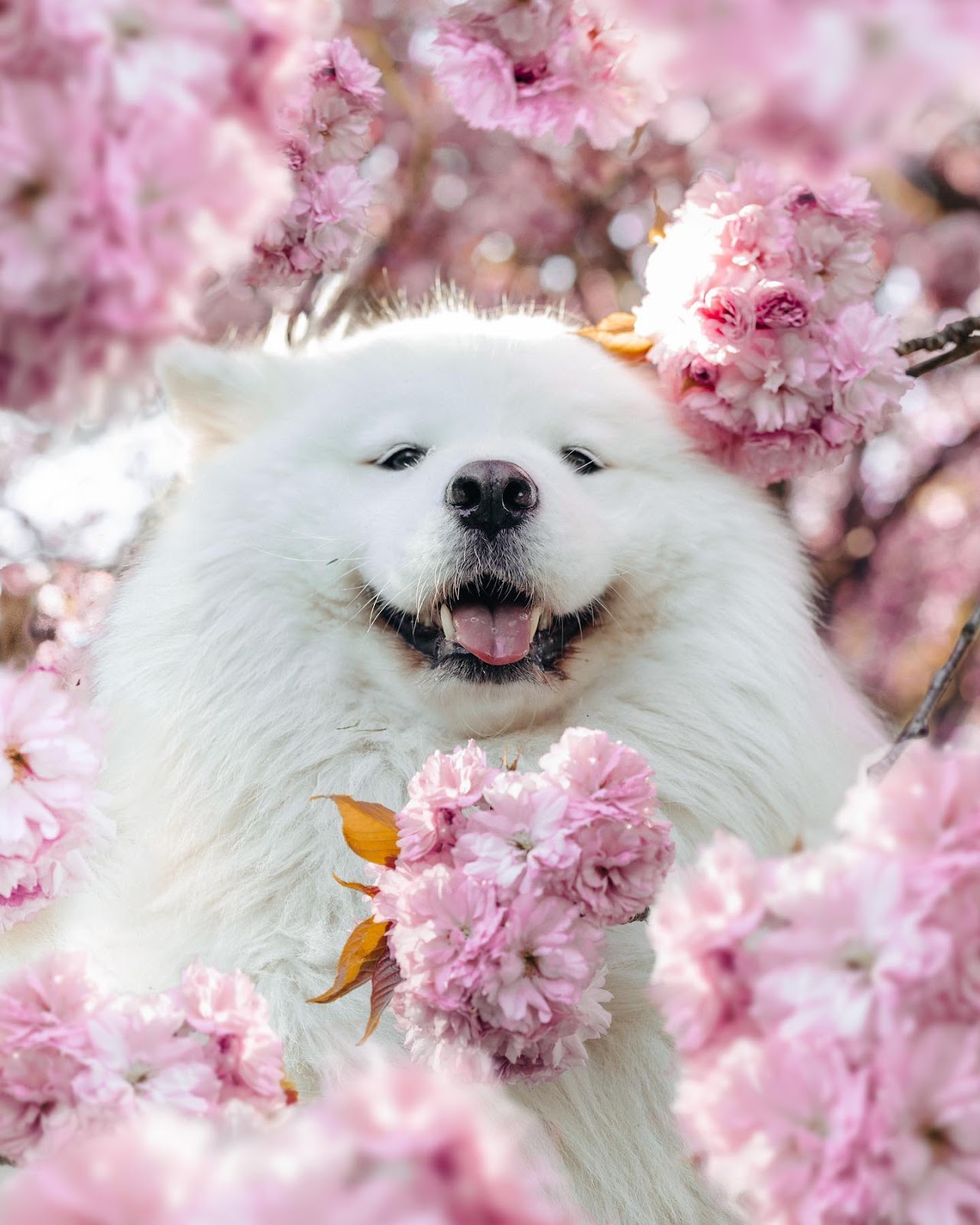 Dog That Has Almost 10 Million Followers On Instagram - Maya the Samoyed