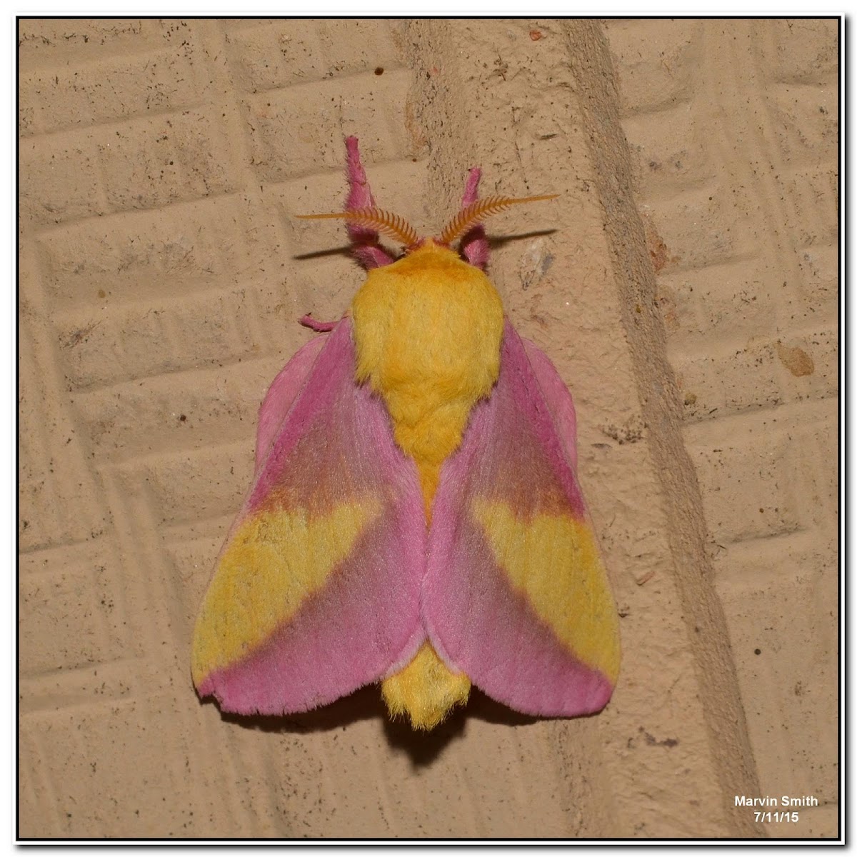 Rosy Maple Moth