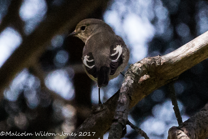 Pied Flycatcher; Papamoscas Cerrojillo