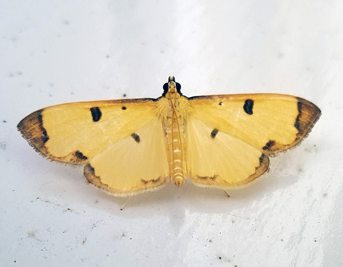 Chocolate-Tip Grass Moth