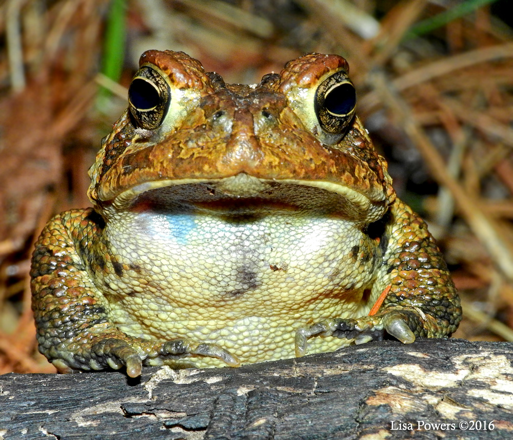 American toad