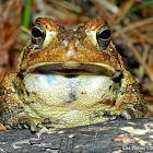 American toad