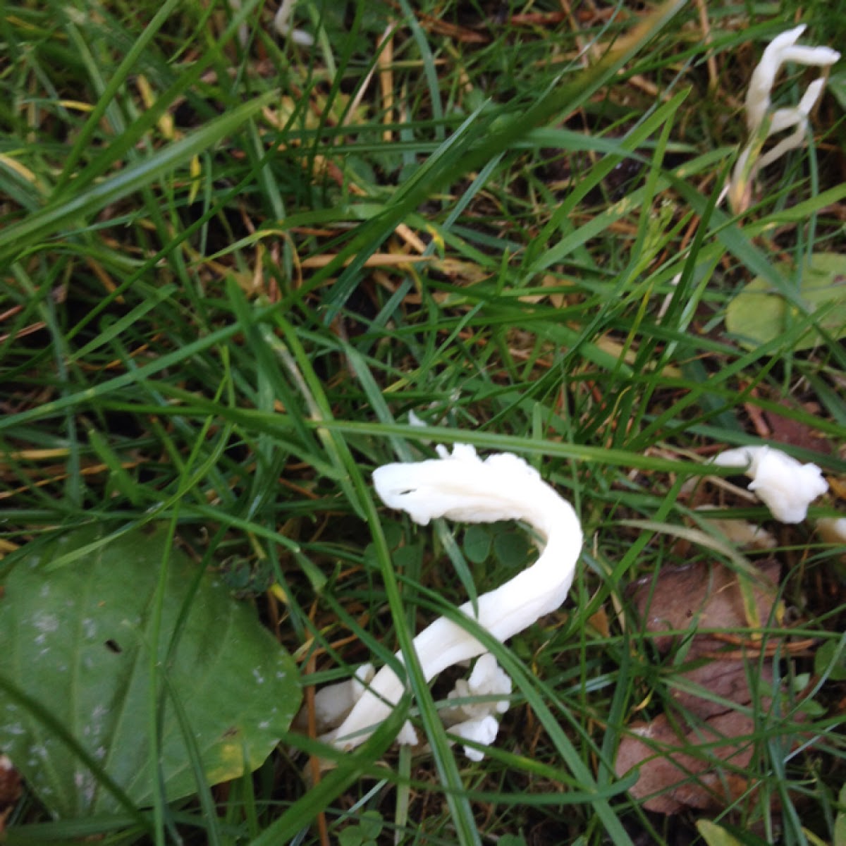 Coral fungi