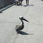 Brown Pelican