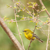 Pine warbler