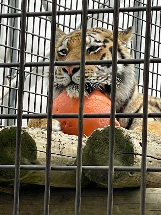 アルファードの今年初コラボ・動物園・BTSにハマる・運転はご安全に・最近よく煽られるけど大人の対応に関するカスタム事例の投稿画像4枚目