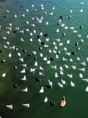 Fuori dal coro di atlantex