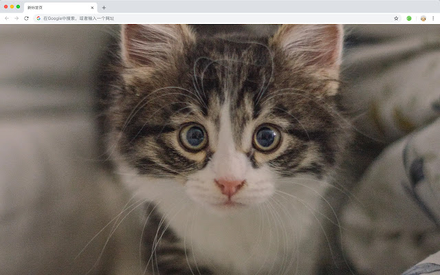 Cute Kitty New Tab Theme HD