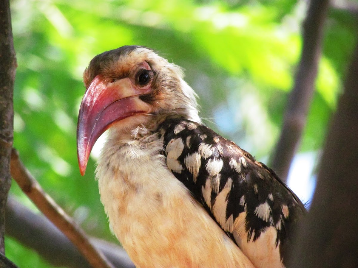 Northern Red-billed Hornbill