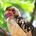 Northern Red-billed Hornbill