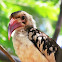 Northern Red-billed Hornbill