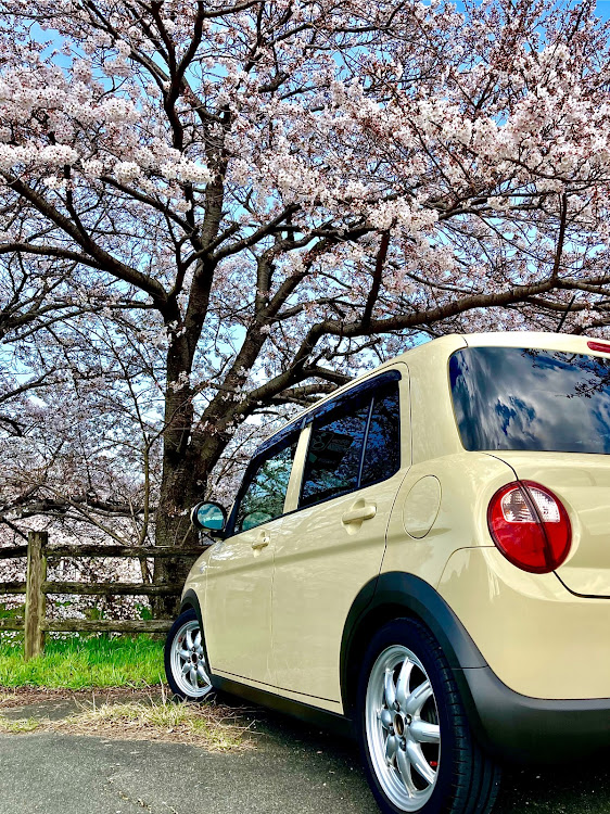 アルトラパンの桜とコラボ・ドライブ・花見に関するカスタム事例の投稿画像1枚目
