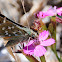 Silver-Spotted  Skipper; Dorada Manchas Blancas