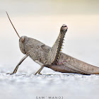 Bird Grasshopper