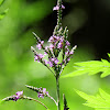 Blue Vervain