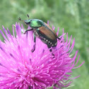 Japanese Beetle