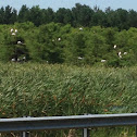 Wood Stork Rookery