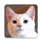 Cover Image of Download Cat Sounds 3.8.25 APK