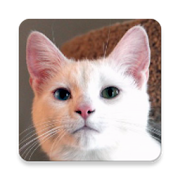 Cat Sounds 3.8.25 Icon