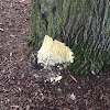Dog Vomit / Scrambled Egg - Slime mold