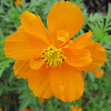 Yellow Cosmos