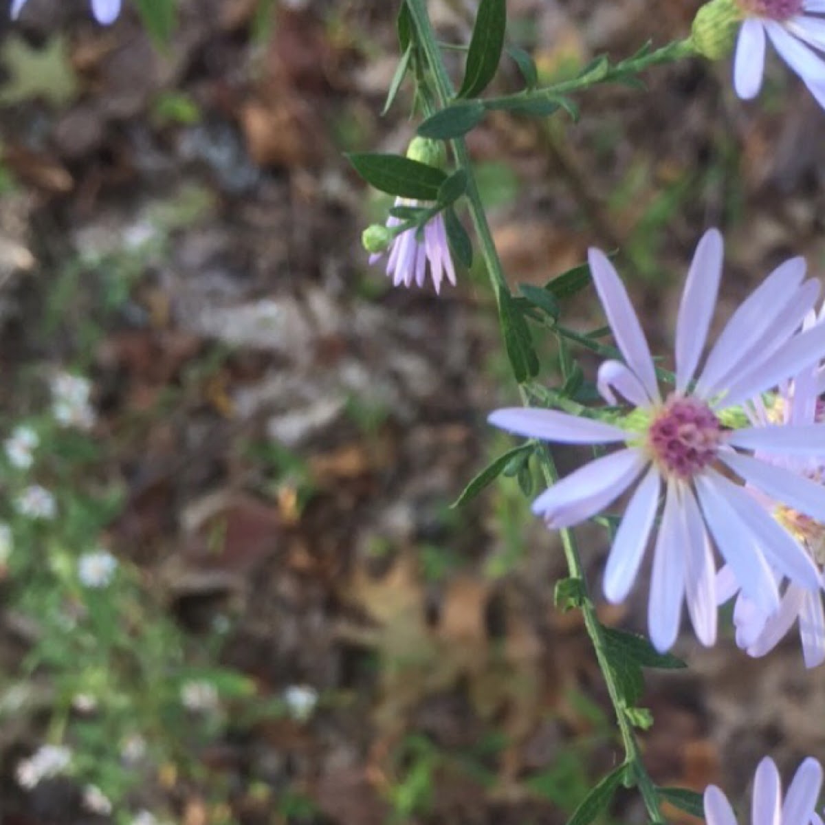 Late Purple Aster, Spreading Aster