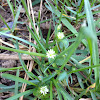 Common Chickweed