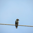 European Starling