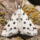 Spotted Peppergrass Moth - 4749