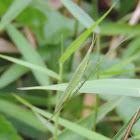Chinese grasshopper