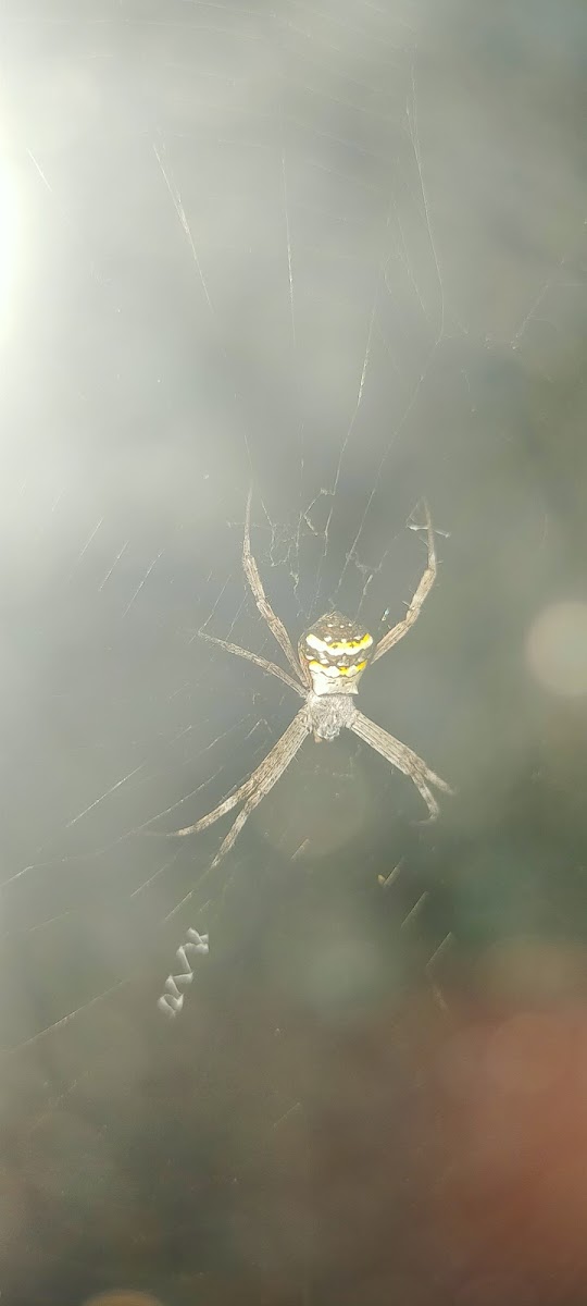 St. Andrew's Cross Spider