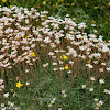 Whitish flowers