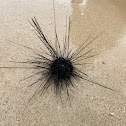 Long-spined sea urchin