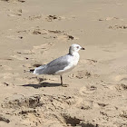 California Gull