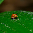 Flea Beetle