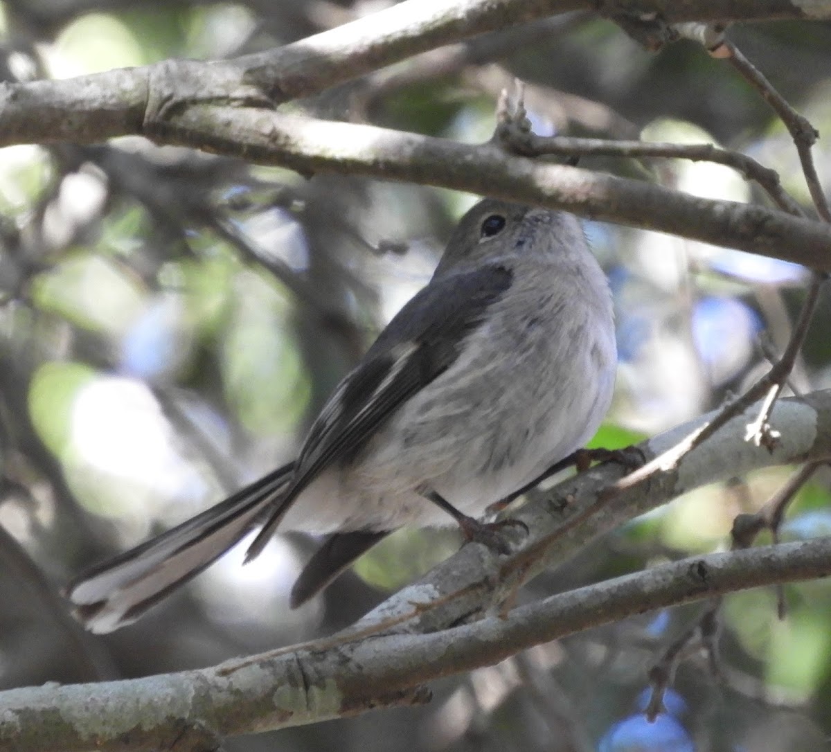 Rose robin, Female