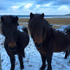 Icelandic Horse